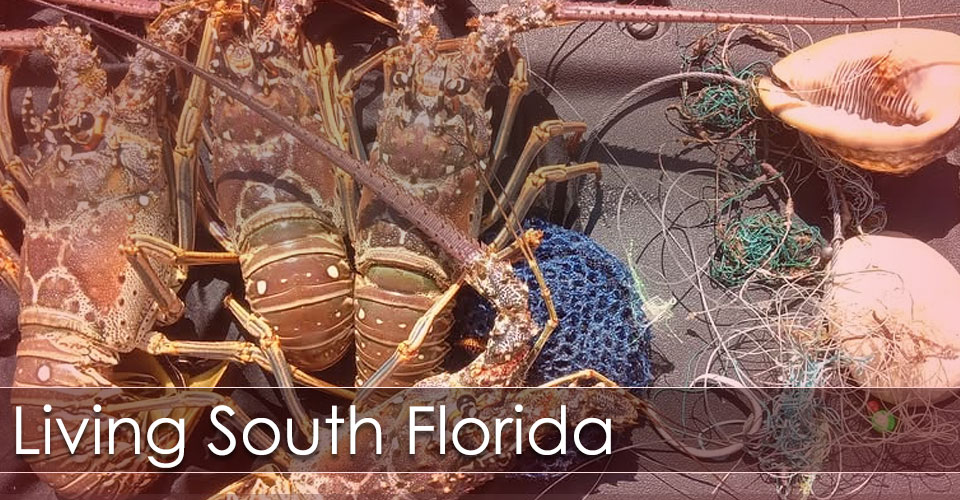 Lobsters, and More Lobster